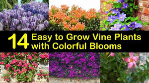 Fast delivery, safe ship warranty! 14 Easy To Grow Vine Plants With Colorful Blooms