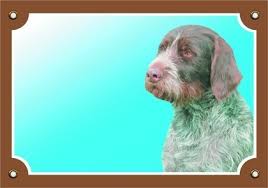 Image result for český fousek stavba těla