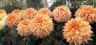 Image result for Aster milanjianus