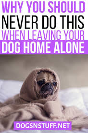 Why You Should Never Do This When Leaving Your Dog Home Alone Dogs N Stuff In 2020 Dogs Dog Psychology Dog Wellness