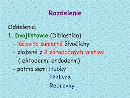 Ak sa v komentároch nájde odborník, ktorý mi napíše, že to nie je tvor, ale nejaká podmorská sonda vytvorená tajnými zložkami, zrejme mu uverím. Ppt Risa Zivocichy Animalia Powerpoint Presentation Free Download Id 4756384
