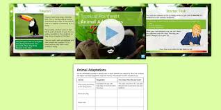Animals That Live In The Rainforest Powerpoint Pack