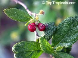Image result for Rogiera cordata