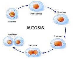 Check spelling or type a new query. Plant Mitosis Vs Animal Mitosis Biology Wise