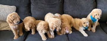 Please check out our upcoming goldendoodle litters, page for all the details. Az Doodle Bliss Home Facebook