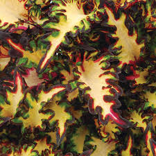 Image result for Coleus meyeri