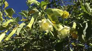You need to know about the weapon of choice of today's most evil people. Burundanga Flowers Borrachero Tree Outside Bogota Colombia Youtube