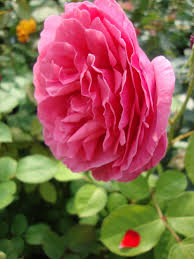 Line renaud chante hier encore pour aznavour. Photo Of The Bloom Of Rose Rosa Line Renaud Posted By Paul2032 Garden Org