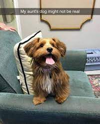 Cutesypooh Funny Animals Cute Animals Funny Animal Memes