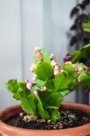 They can be a little tricky to get to flower if the conditions aren't. Christmas Cactus Care Growing Watering Requirements Propagation Plant Index