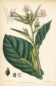 Image result for Nicotiana tabacum