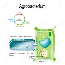 We did not find results for: Transfer Of T Dna Into Plant Cell From Agrobacterium This Bacterium Is A Natural Genetic Engineer
