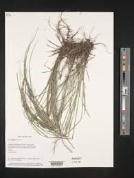 Image result for Scleria bequaertii