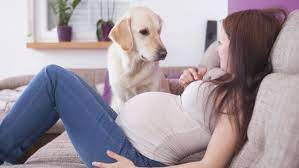 Elle tombe enceinte de son père, incroyable ce film 2 (visited 25 times, 1 visits today). Femme Enceinte Et Animaux Domestiques Nos Conseils Pour Une Bonne Cohabitation Magicmaman Com