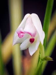 Image result for Polystachya odorata