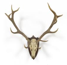 Image result for deer antlers