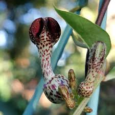 Image result for Ceropegia crassifolia