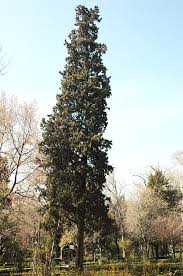 Image result for Cupressus