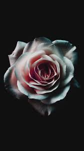 Iphone 7 rose gold flower is free hot wallpapers for desktop or mobile device. Iphone Rose Gold Lock Screen Iphone Rose Gold Flower Wallpaper Novocom Top