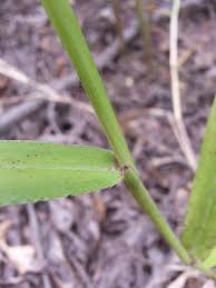 Image result for Urochloa leersioides
