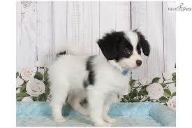 Maybe you would like to learn more about one of these? Craigslist Pa Pets Williamsport Petslover