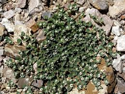 Image result for Isoglossa perdita