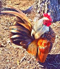 Beside this, how much are serama chickens? Serama Backyard Chickens Learn How To Raise Chickens