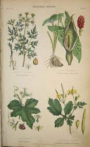 Victorian Poison Plant Book Plant Book Poisonous Plants Poison Garden