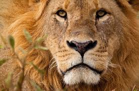 Le Lion Seigneur Inconteste De La Savane Africaine Ici Explora On peut y trouver le plus grand mammifère terrestre et le plus mortel des serpents (le mamba noir). la savane africaine