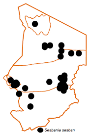 Image result for Sesbania keniensis