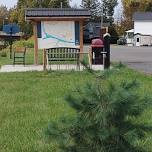 Erie Canal Boat Seneca Chief: Eastern White Pine Dedication