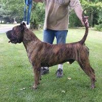 Home / dog breeds / puppies for sale / presa canario puppies / puppies for sale + premium. Cabeza Grande Kennel Presa Canario Breeders Presa Canario Puppies