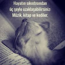 Hayatin Sikintisindan Uc Seyle Uzaklasabilirsiniz Muzik Kitap Ve Kediler Sozler Anlamlisozler Guzelsozler Ozlusozler Al Kedi Guzel Soz Hayvan Sozleri