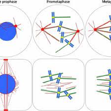 Maybe you would like to learn more about one of these? A Comparison Of Spindle Formation In Animals And Plants Centrosomal Download Scientific Diagram