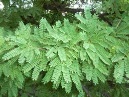 Image result for Acacia robusta