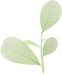 Image result for Calophyllum