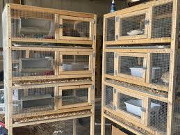 4.8 out of 5 stars (4) total ratings 4, au $699.00 new. Quail Cage Build Made Easy Simply Made Homestead