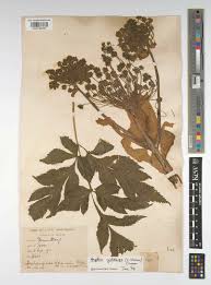 Image result for Cyclocarpa