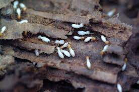 When poured around plumbing, it will retract or shrink from around the pipes. Can A Termite Eat Through Concrete You Vs Pests