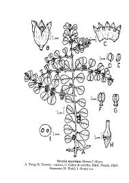 Image result for Scutia myrtina