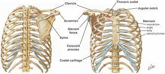 Each rib wraps around the lung and descends approximately 3 to 5 inches. Anatomy Of The Thoracic Wall Pulmonary Cavities And Mediastinum Thoracic Key