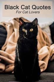 There's an endless amount of reasons that you might need this complete guide on cat quotes. Black Cat Quotes The Best Quotes To Celebrate Black Cats