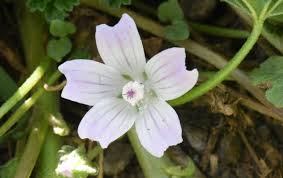 Image result for Malva neglecta