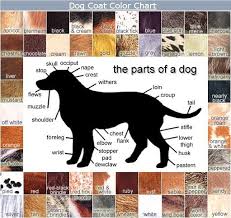 Dog Coat Color Chart Dog Coats Animals Dogs