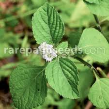 Image result for Platostoma