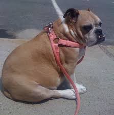 Bulldogs that are shorter in size are prized candidates in dog shows. Top Reviews For Buying An English Bulldog Harness 2021