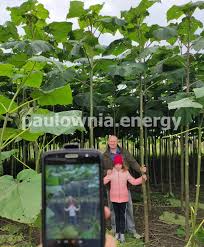 Image result for Paulownia