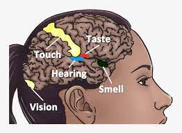 In other words, when one type of stimulation evokes the sensation of another. Symptoms Of Mirror Touch Synesthesia Transparent Png 768x565 Free Download On Nicepng