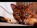 Bengal Kittens & Cats for Sale Near Me | Wild & Sweet Bengals