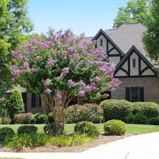 I say november or december. Catawba Crape Myrtles For Sale Brighterblooms Com
